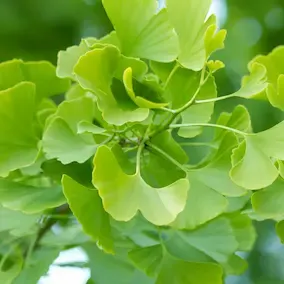 Griffonia Simplicifolia