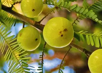 Amla Fruit